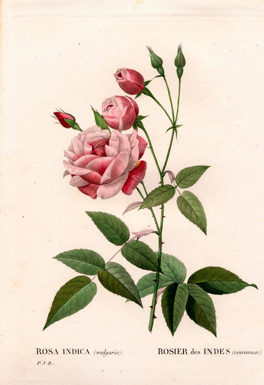 Eski allık gülü, Rosa chinensis, yaygın Hint gülü. Pierre Joseph Redoute