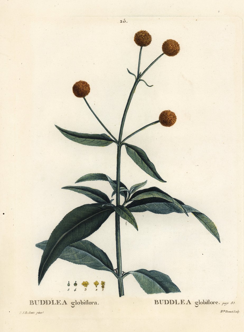 Portakal top ağacı veya portakal top buddleja, Buddleja globosa (Buddlea globiflora). Henri Louis Duhamel du Moncel