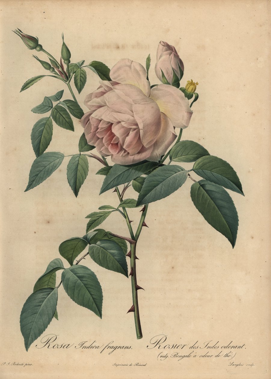 Soluk pembe çay kokulu gül, Rosa odorata by Pierre Joseph Redouté