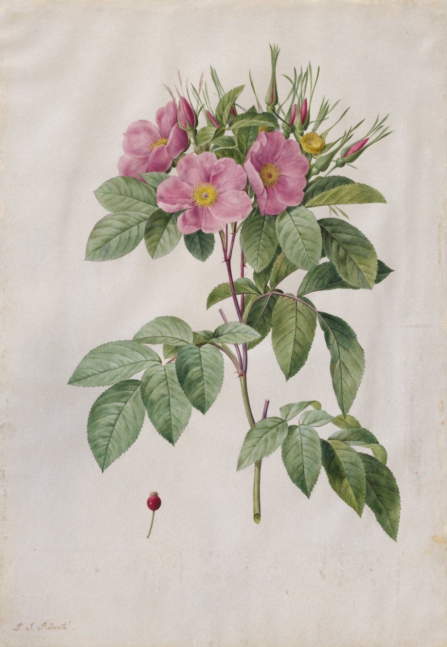 Mera Gülü (Rosa Carolina Corymbosa) by Pierre Joseph Redouté