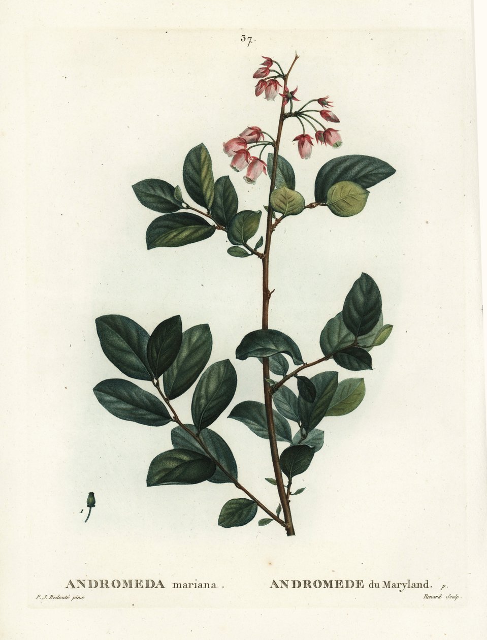 Pieris mariana (Andromeda mariana, Maryland