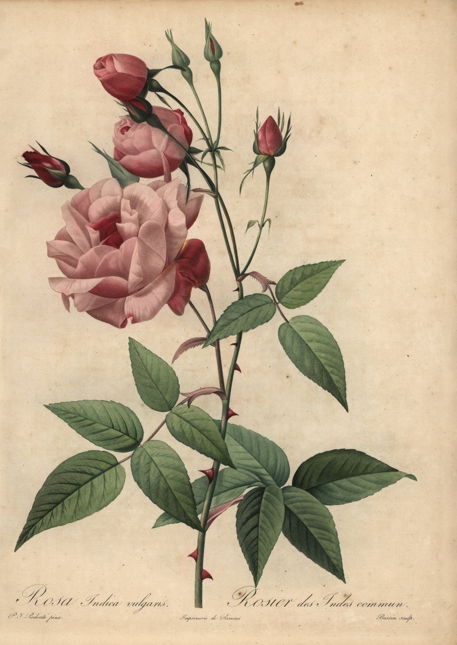 Pembe Çin gülü, Rosa chinensis by Pierre Joseph Redouté