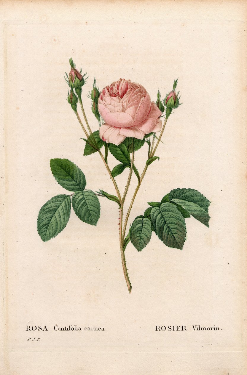 Pembe Vilmorin, Rosa centifolia Vilmorin. Pierre Joseph Redoute