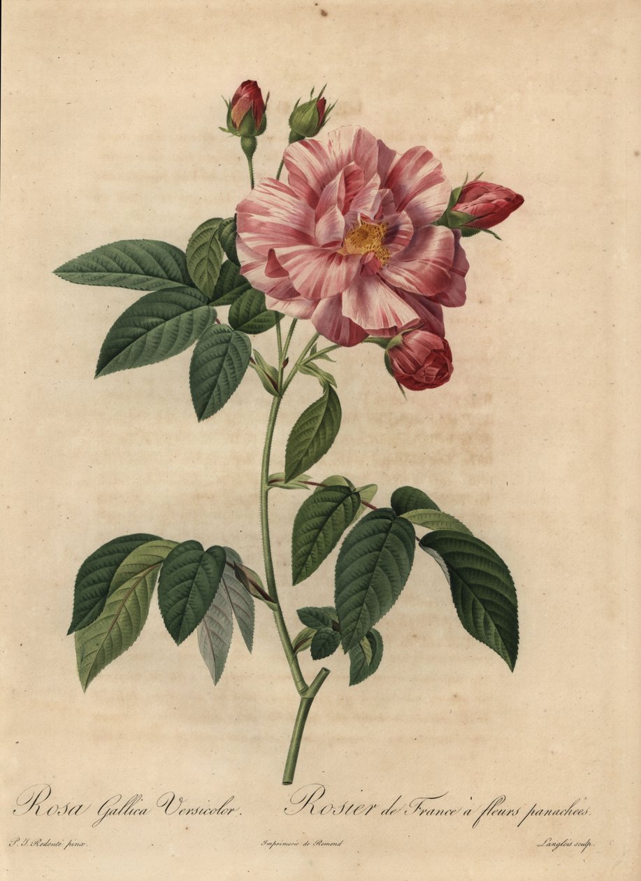 Pembe ve beyaz Galya gülü veya Fransız gülü, Rosa gallica by Pierre Joseph Redouté