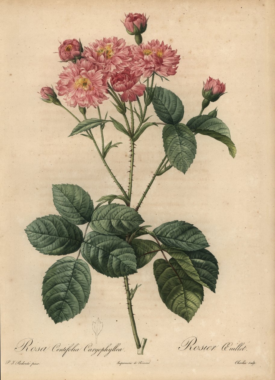 Pembe karanfil yaprağı lahana gülü, Rosa centifolia by Pierre Joseph Redouté