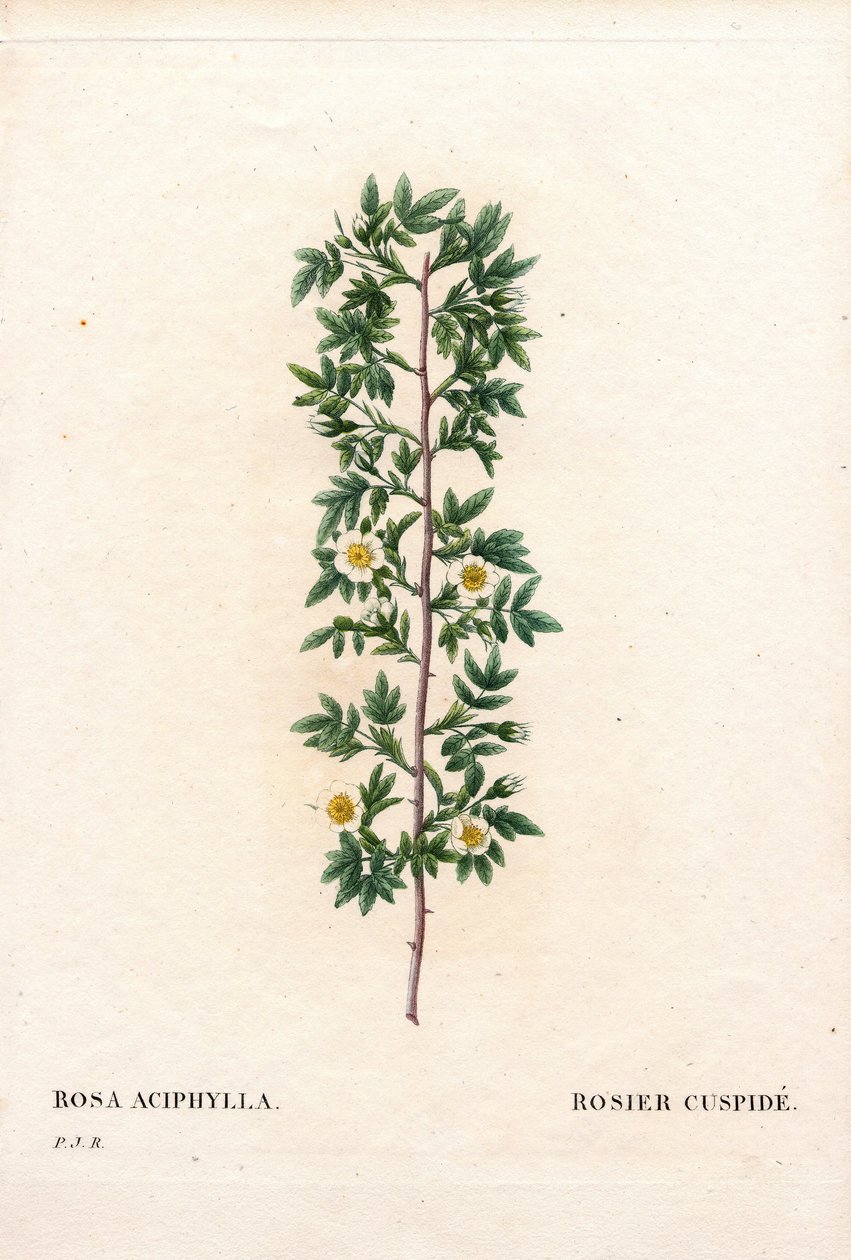 Pembe cuspidat, Rosa canina çeşididir. Kuspid gül, Rosa aciphylla. Pierre Joseph Redoute