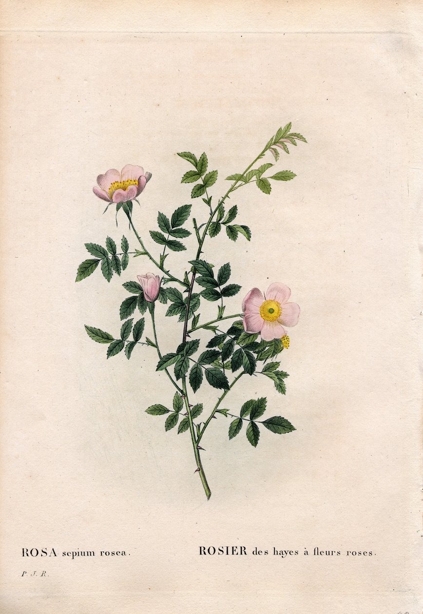 Pembe çit gülü, Rosa aggrestis çeşidi, Pembe çiçekli samanların gülü. Pierre Joseph Redoute