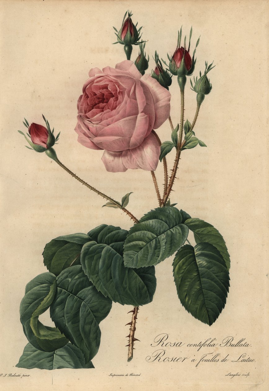 Pembe marul gülü Bullata, Rosa centifolia by Pierre Joseph Redouté