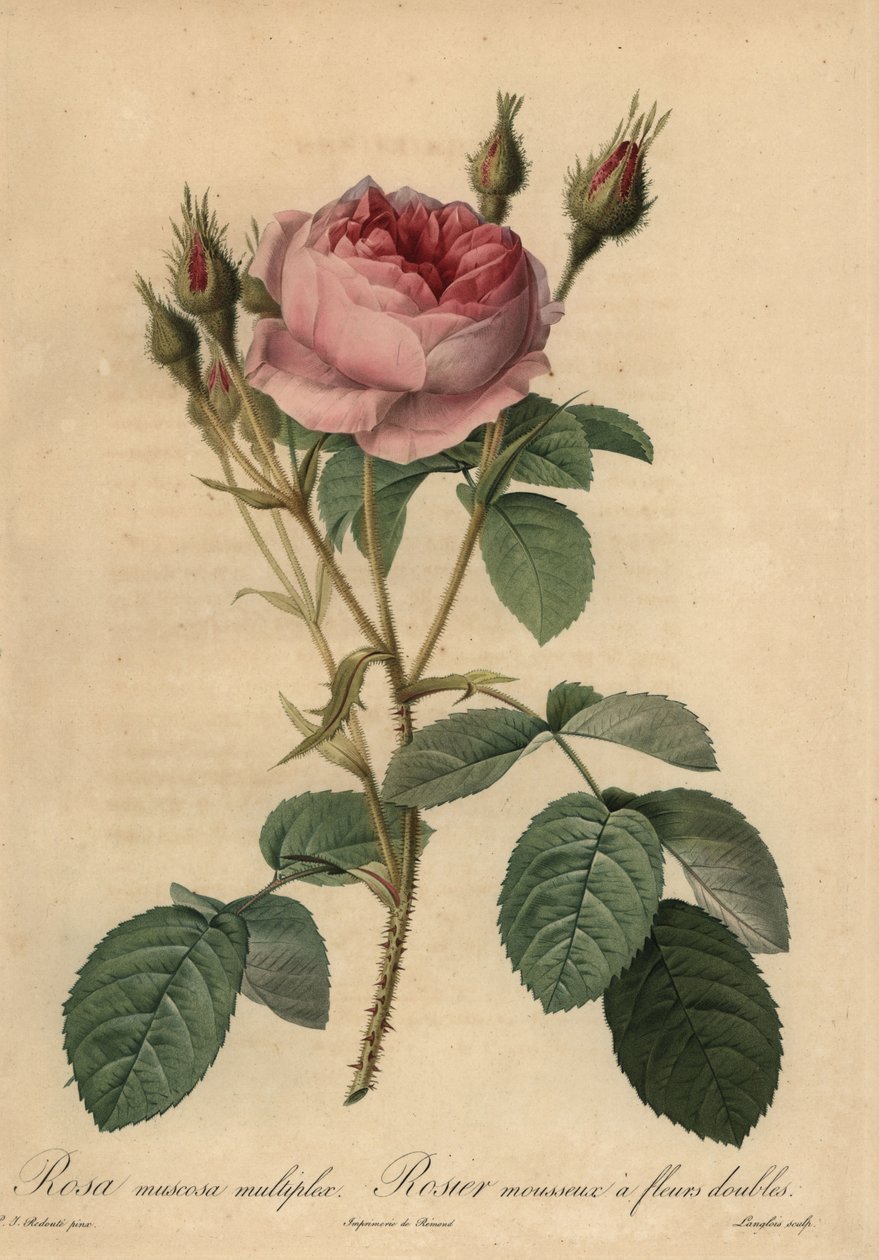 Pembe yosun gülü, Rosa centifolia f. muskoza by Pierre Joseph Redouté