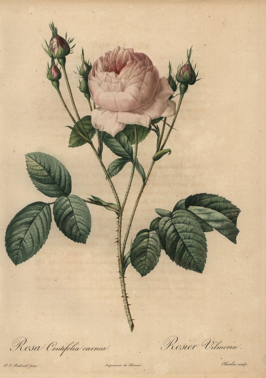 Pembe gül, Rosa centifolia carnea by Pierre Joseph Redouté
