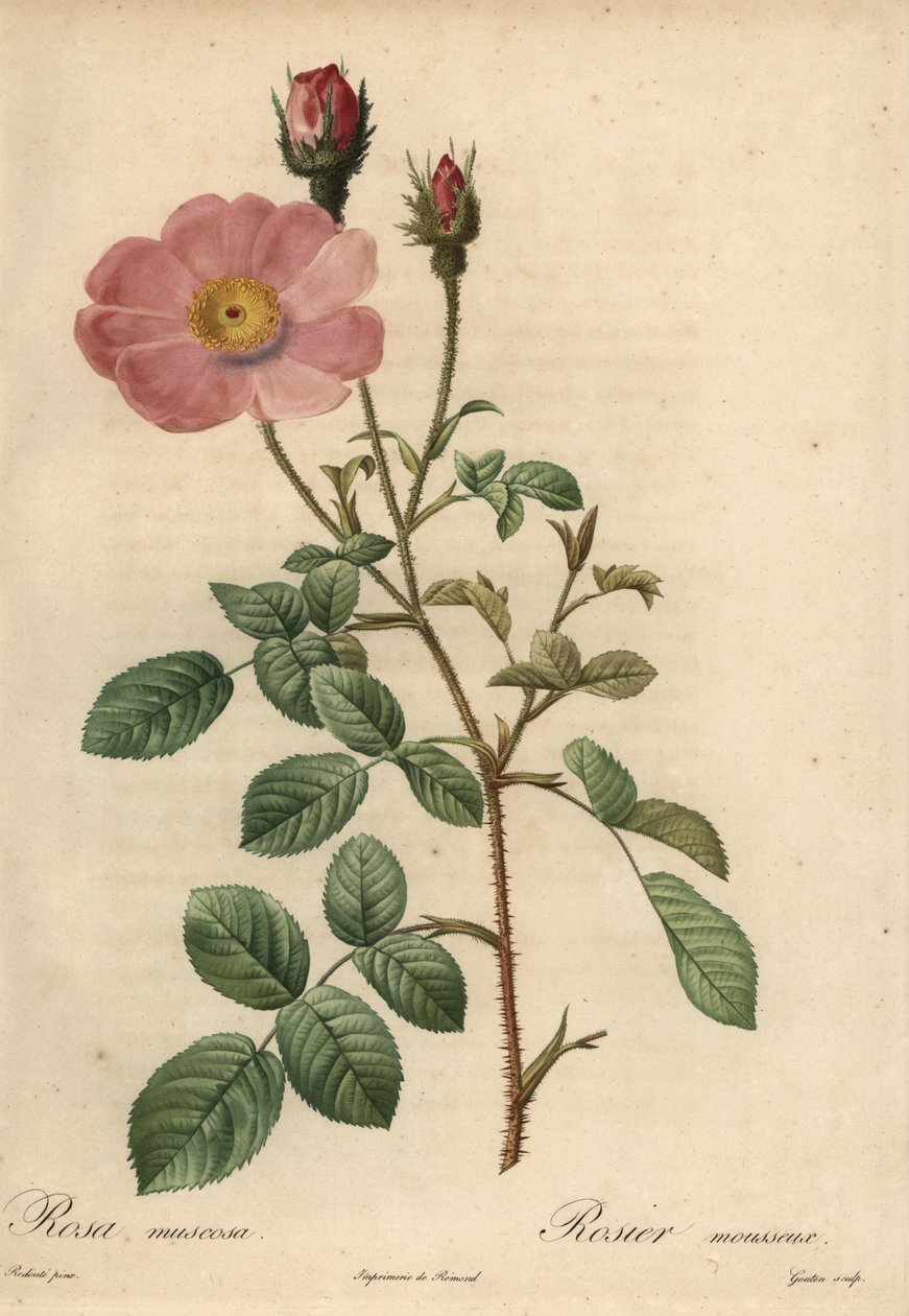 Pembe gül, Rosa muscosa by Pierre Joseph Redouté
