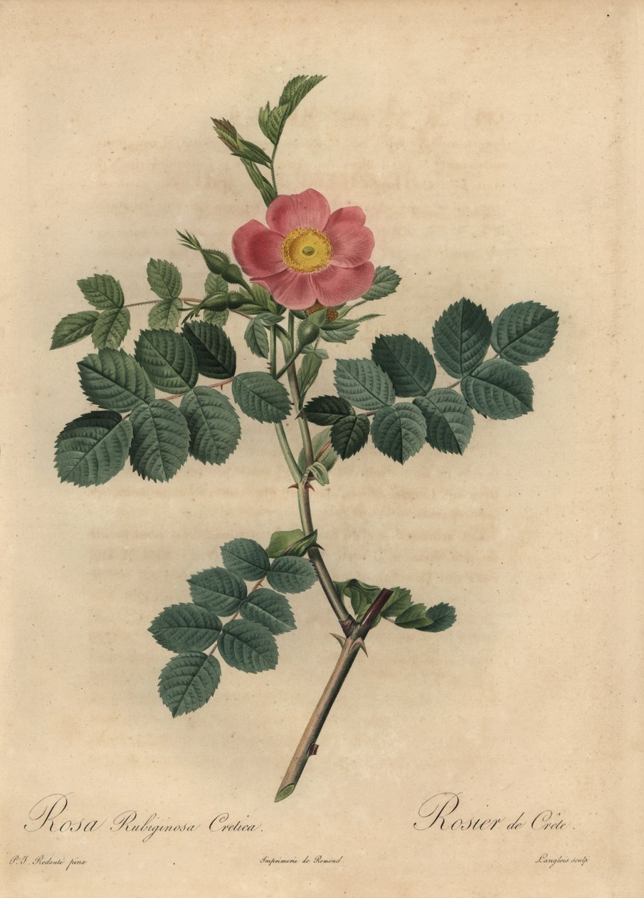 Pembe tatlı gülü, Rosa rubiginosa by Pierre Joseph Redouté