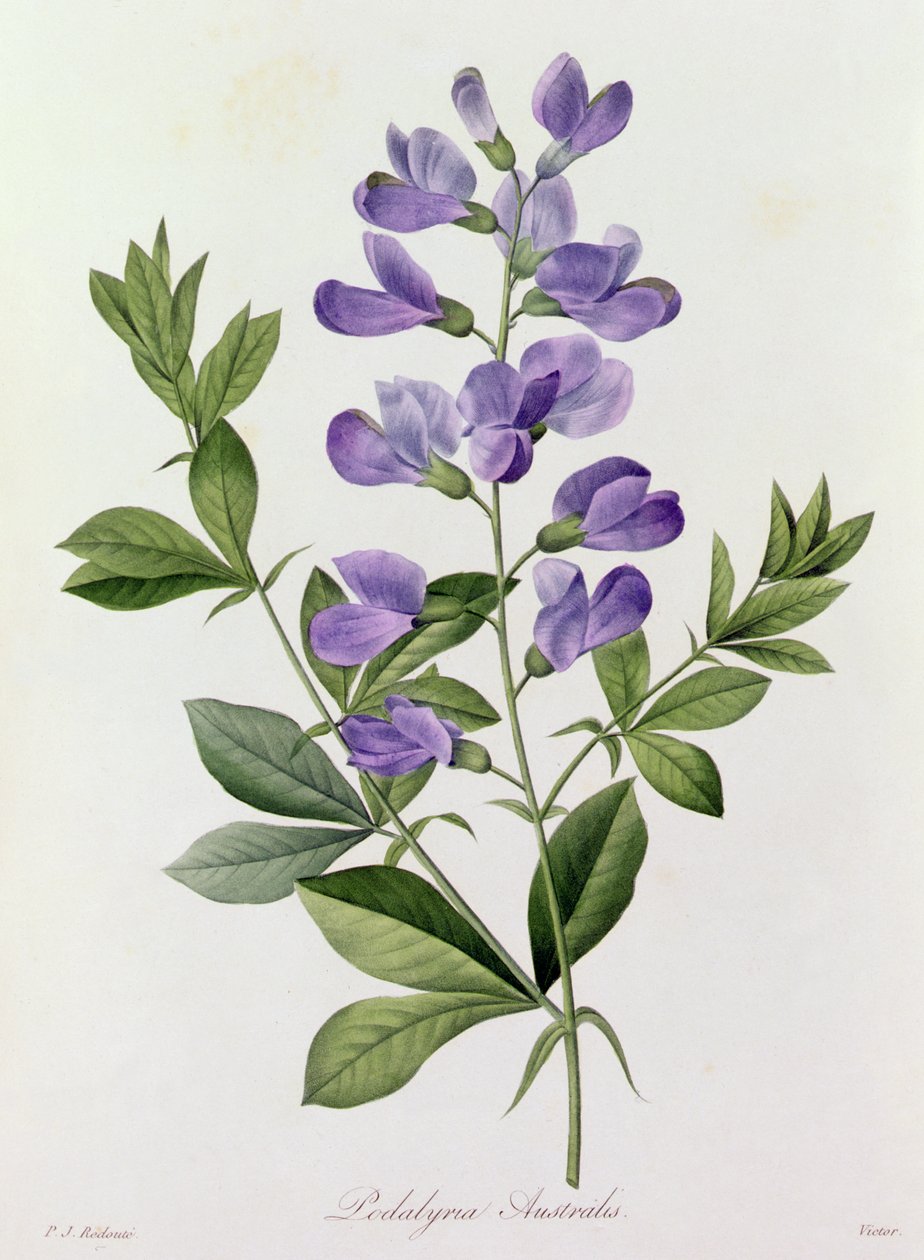 Podalyria Australis (renkli gravür) by Pierre Joseph Redouté