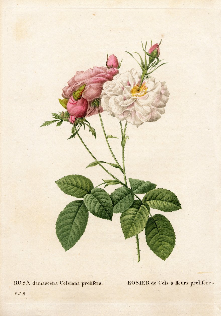 Proliferous Cels gülü, Rosa damascena var. incarnata-maxima, Cels Rose çoğalan çiçeklere sahiptir. Pierre Joseph Redoute