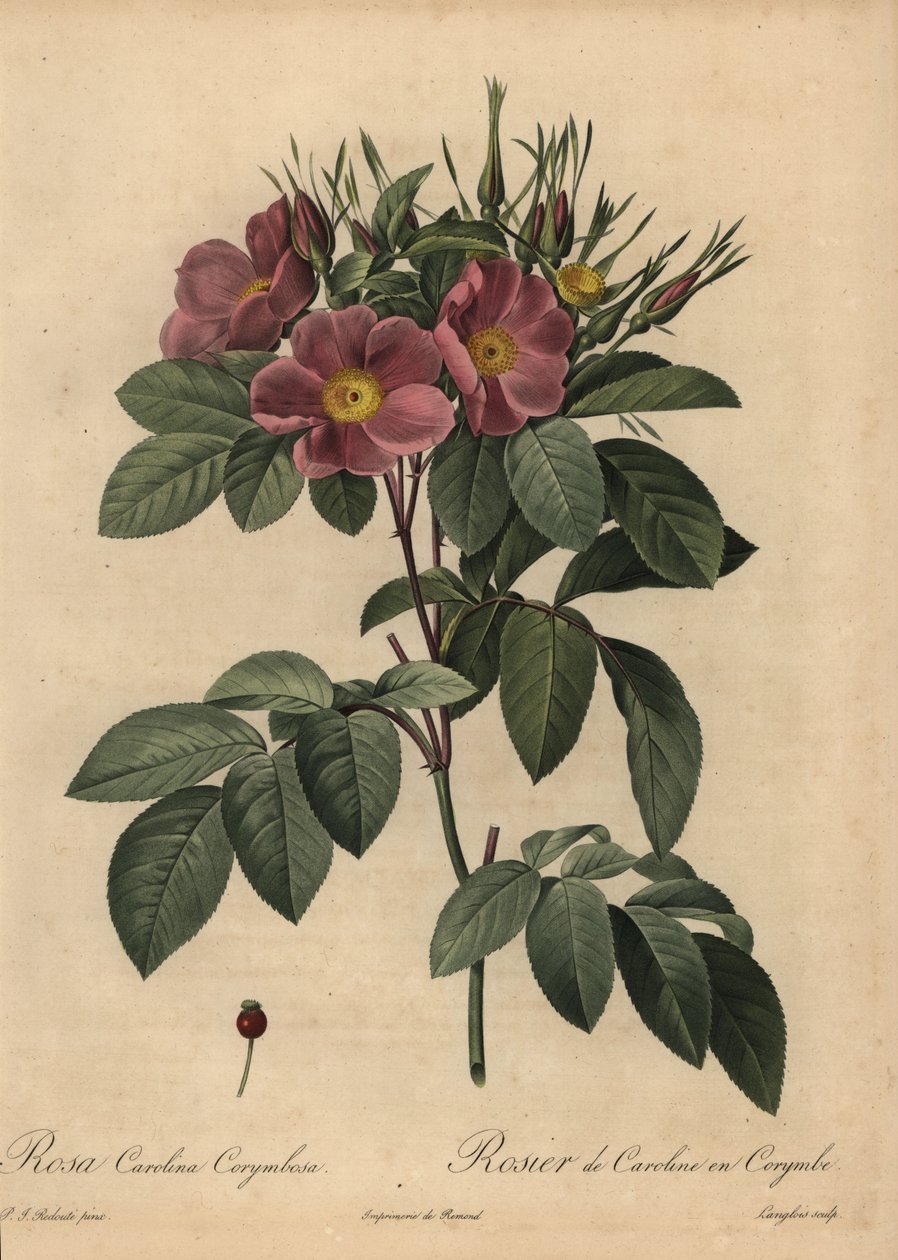 Mor Carolina gülü veya mera gülü, Rosa carolina corymbosa by Pierre Joseph Redouté