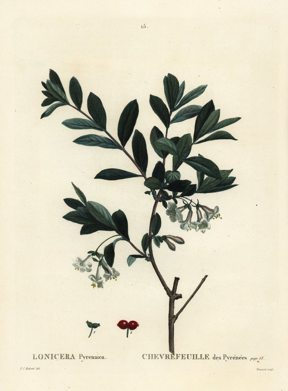 Pirene hanımeli, Lonicera pyrenaica. Henri Louis Duhamel du Moncel