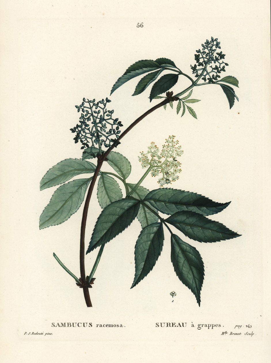 Kırmızı mürver veya kırmızı meyveli mürver, Sambucus racemosa. Henri Louis Duhamel du Moncel
