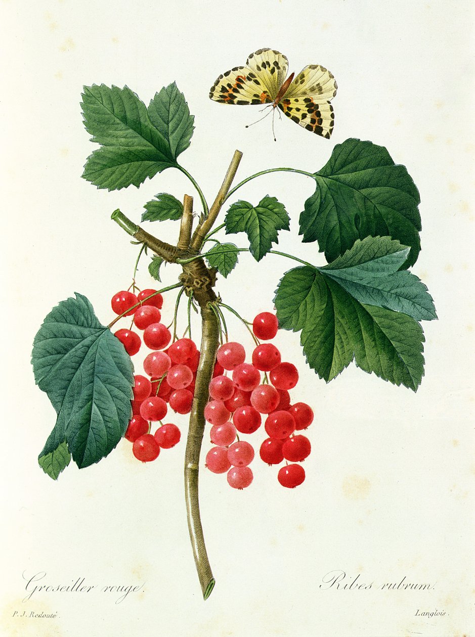  by Pierre Joseph Redouté