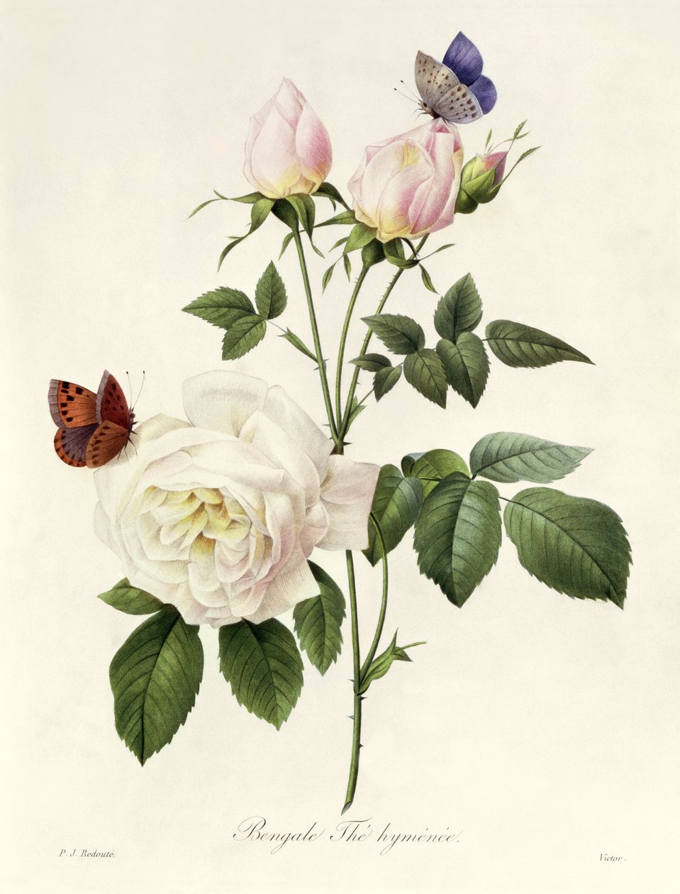 Rosa: Hymenes Bengale, 