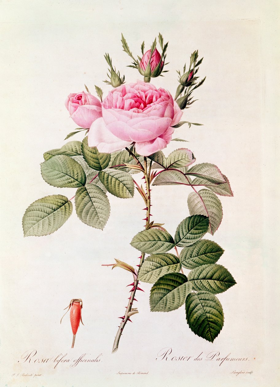 Rosa Bifera Officinalis, Claude Antoine Thory