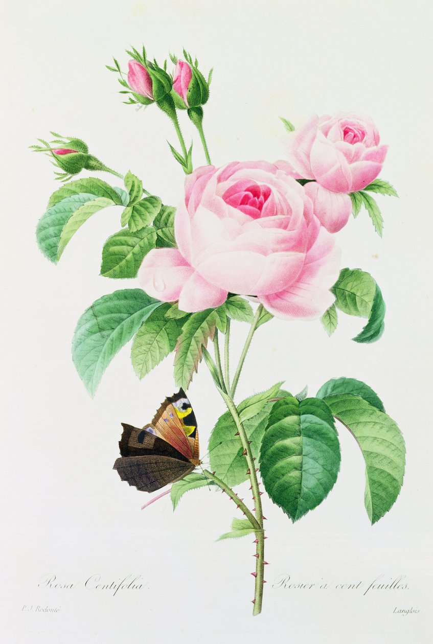 Rosa Centifola (renkli gravür) by Pierre Joseph Redouté