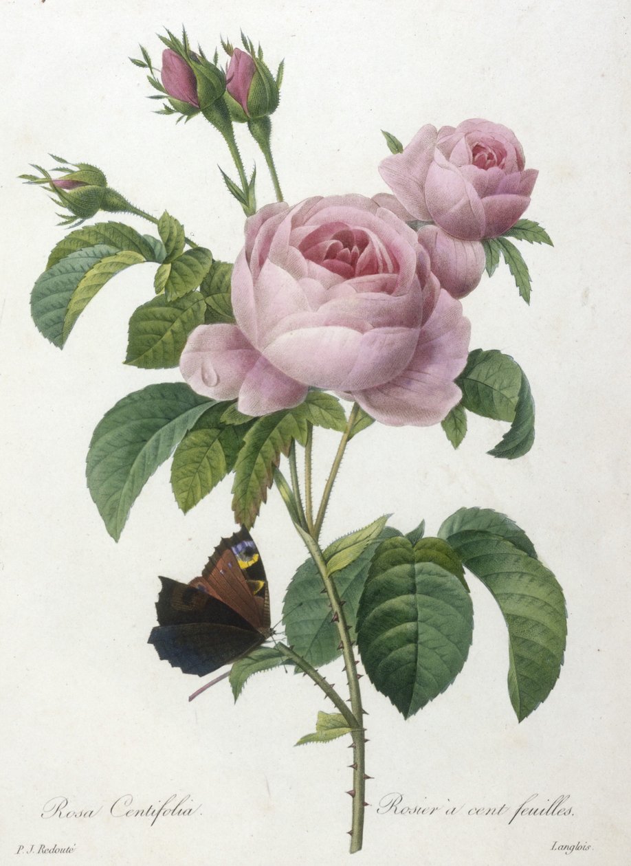 Rosa Centifolia, Yüz Yapraklı Gül, En Güzel Çiçeklerin ve En Güzel Meyvelerin Seçimi