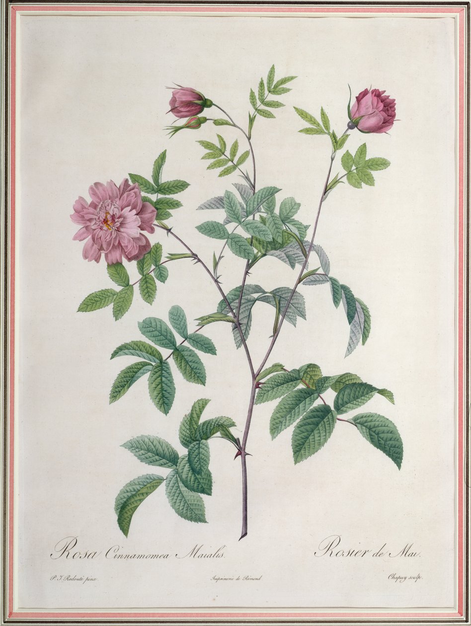 Chapuy tarafından oyulmuş Rosa Cinnamomea Maialis, Remond tarafından yayınlandı by Pierre Joseph Redouté