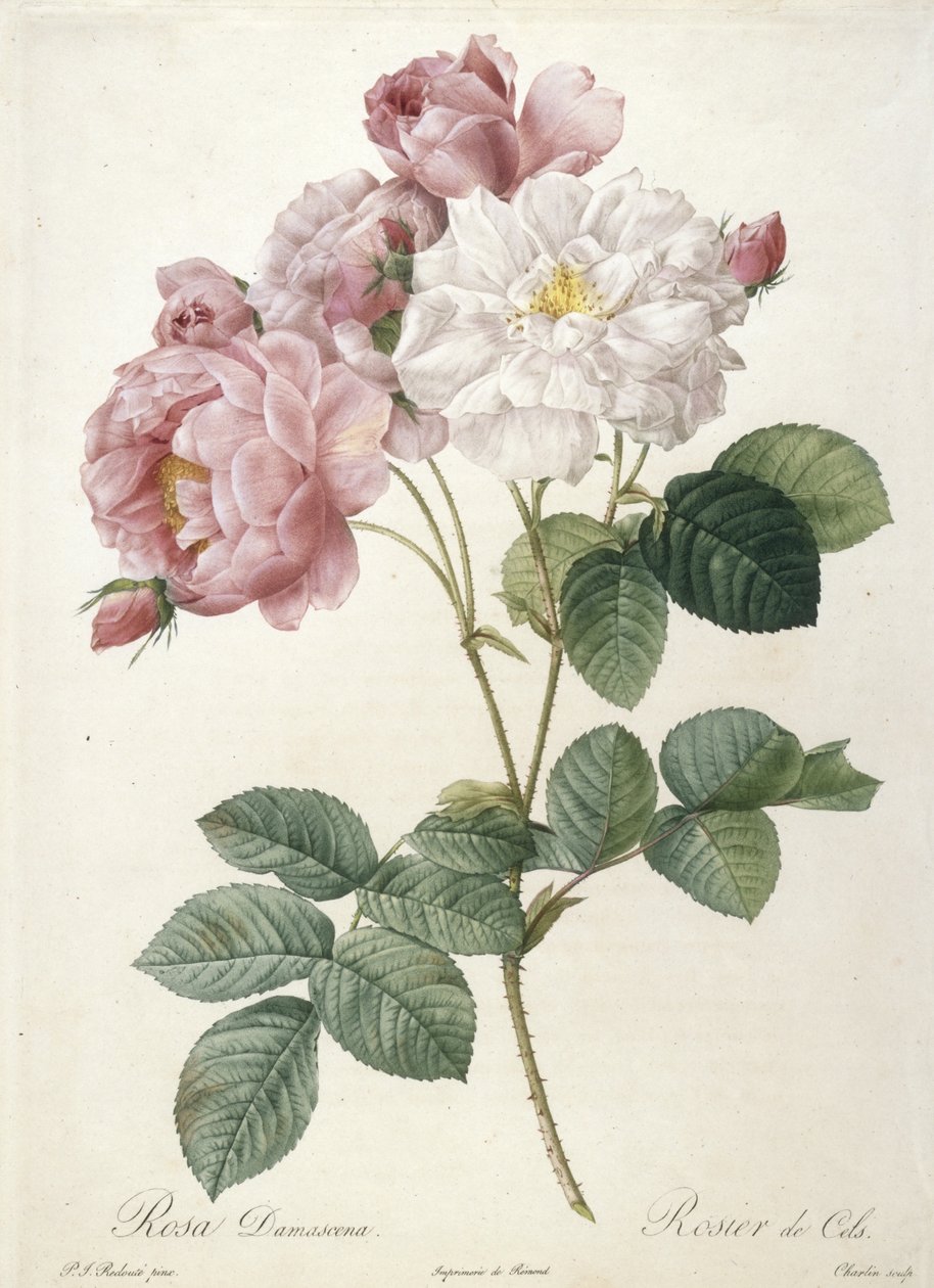 Rosa Damascena, Rosier de Cels, Les Roses