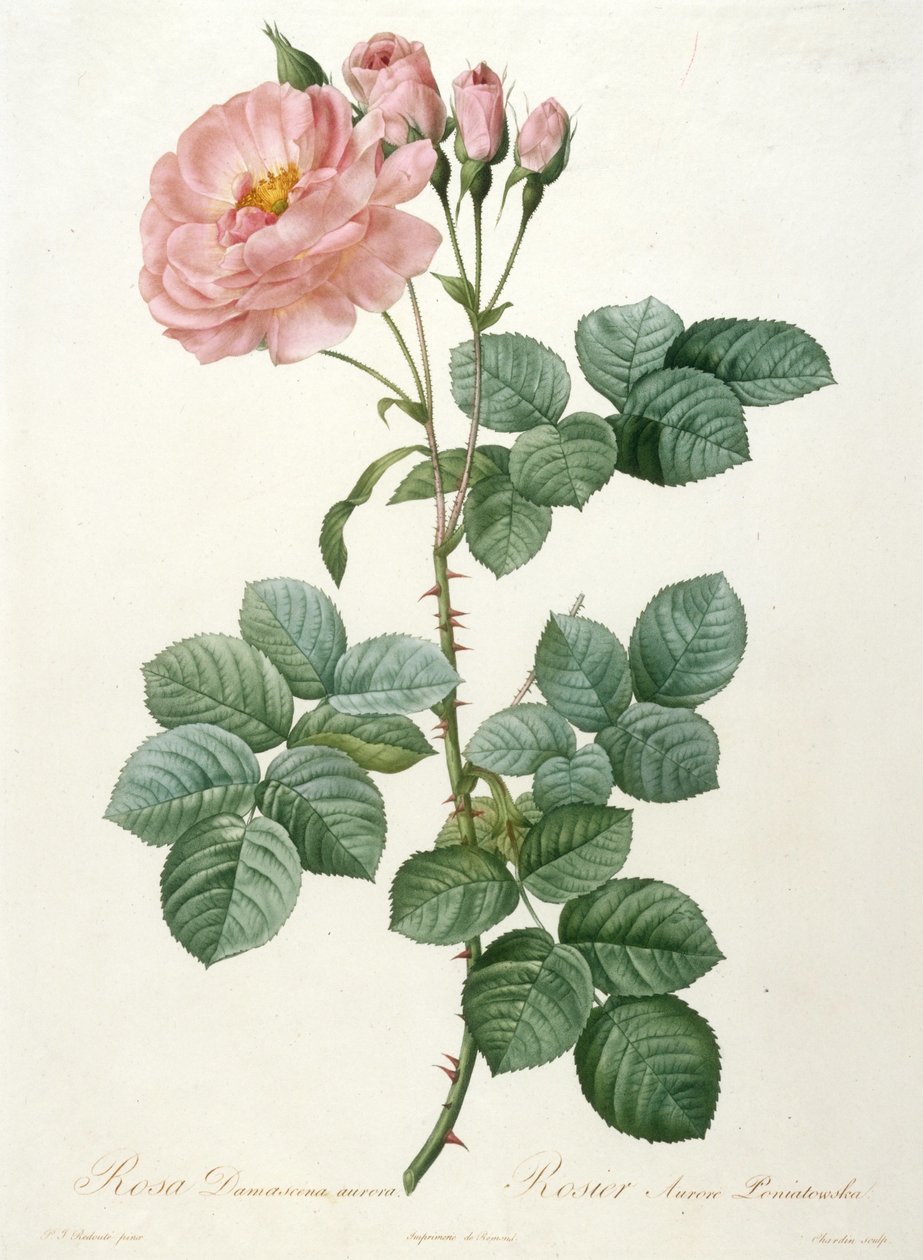 Rosa Damascena aurora, Rosier Aurore Poniatowska La Couronne de roses