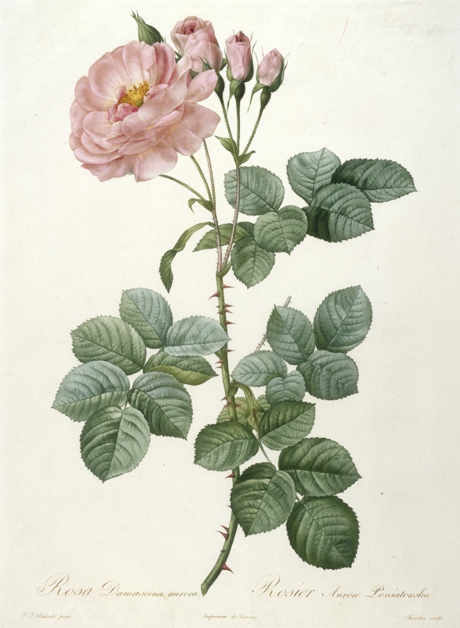 Rosa Damascena aurora, Rosier Aurore Poniatowska, La Couronne Des Roses