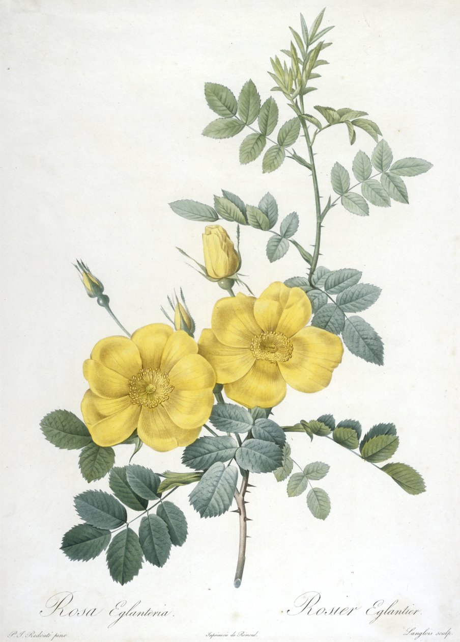 Rosa Eglanteria, Rosier Eglantier, Les Roses