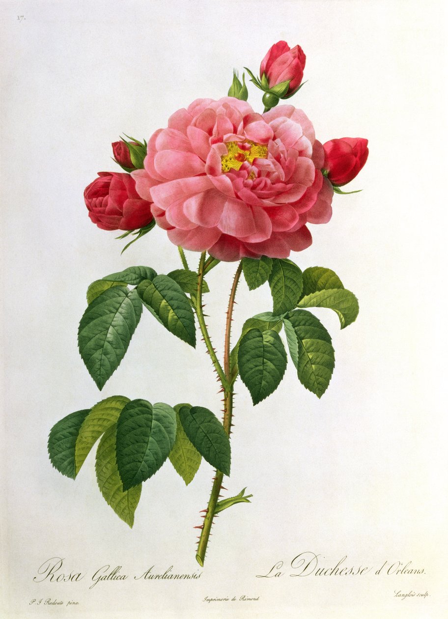 Rosa Gallica Aurelianensis, engraved by Eustache Hyacinthe Langlois (1777-1837)  by Pierre Joseph Redouté