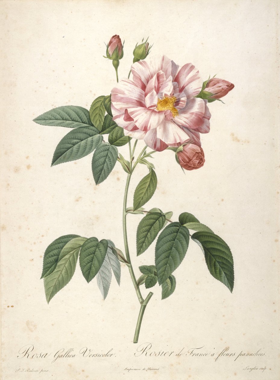 Rosa Gallica Versicolor, Rosier de France bir fleurs panachees, Les Roses