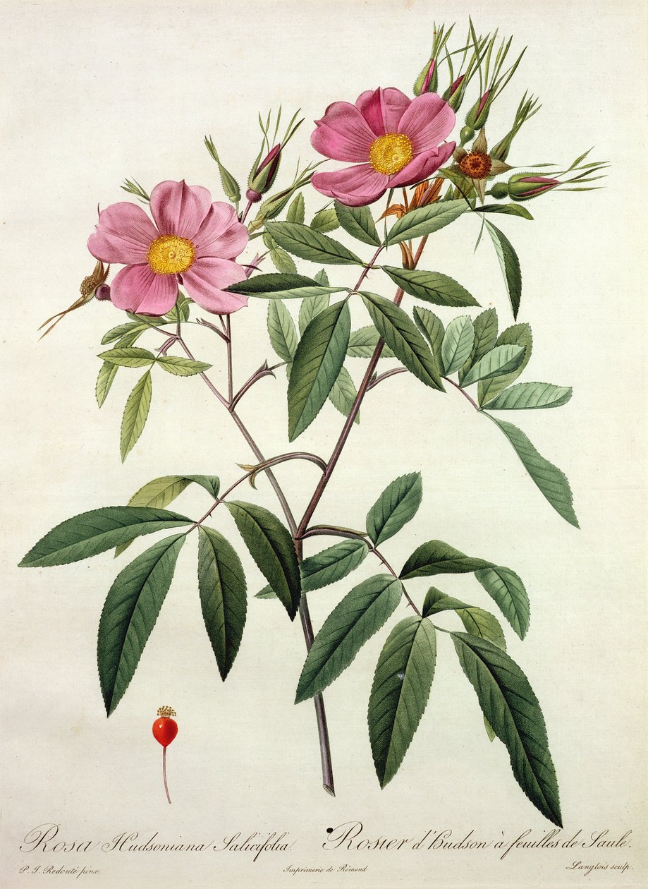 Langlois tarafından oyulmuş Rosa Hudsoniana Salicifolia, Remond tarafından yayınlandı by Pierre Joseph Redouté