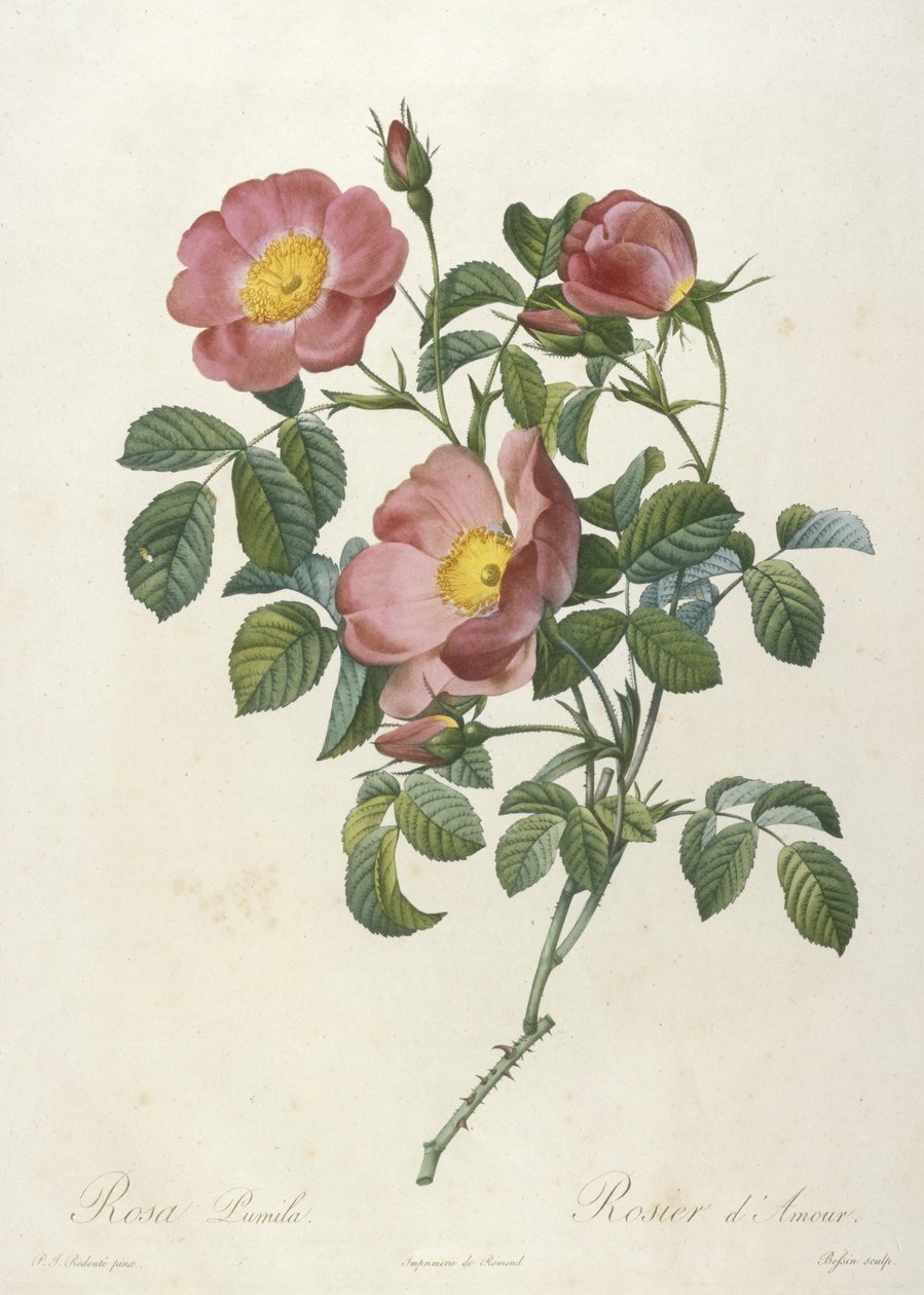 Rosa Pumila, Rosier dAmour, La Couronne Des Roses