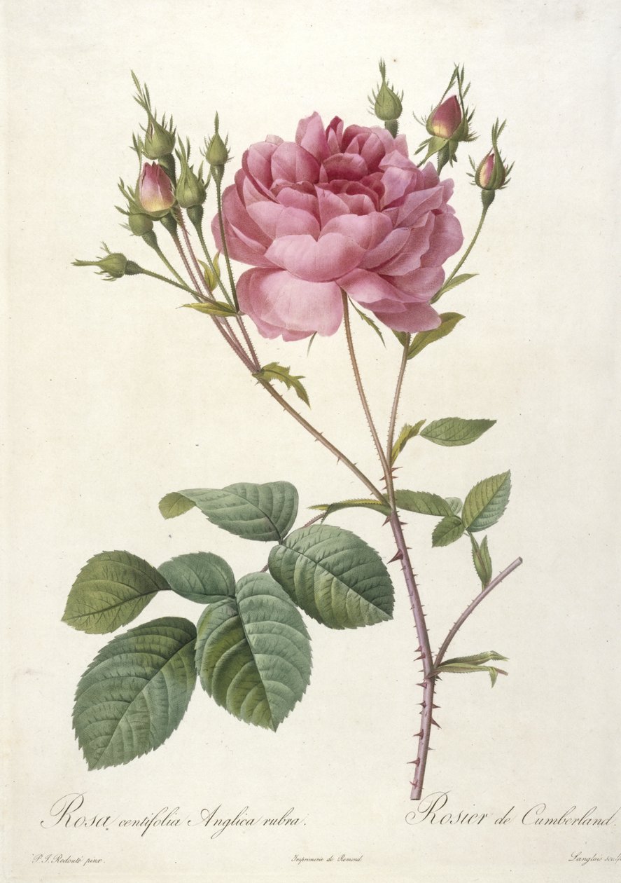 Rosa centifolia Anglica rubra, Rosier de Cumberland, Les Roses