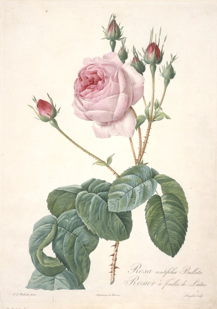Rosa centifolia Bullata, Rosier a feuilles de Laitue, Les Roses