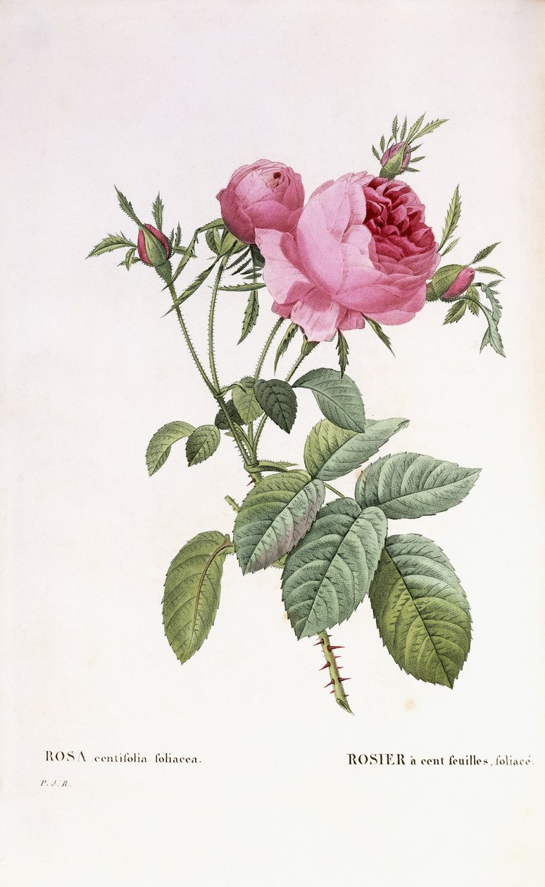Rosa centifolia foliacea by Pierre Joseph Redouté