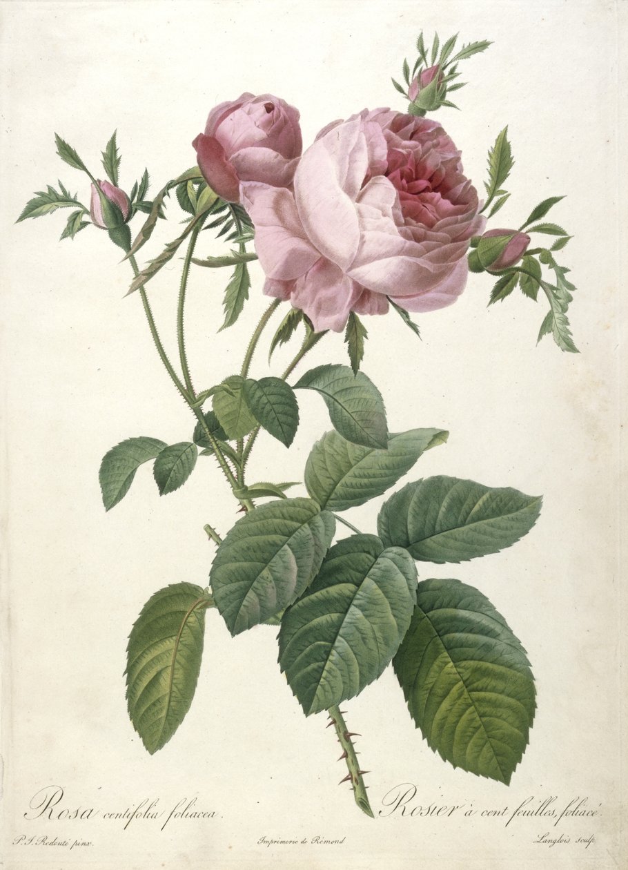 Rosa centifolia foliacea, Rosier a cent feuilles, yaprak, Les Roses