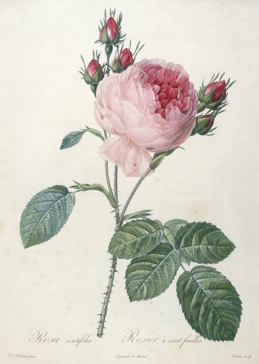 Rosa centifolia, Rosier yüz feuilles, Les Roses