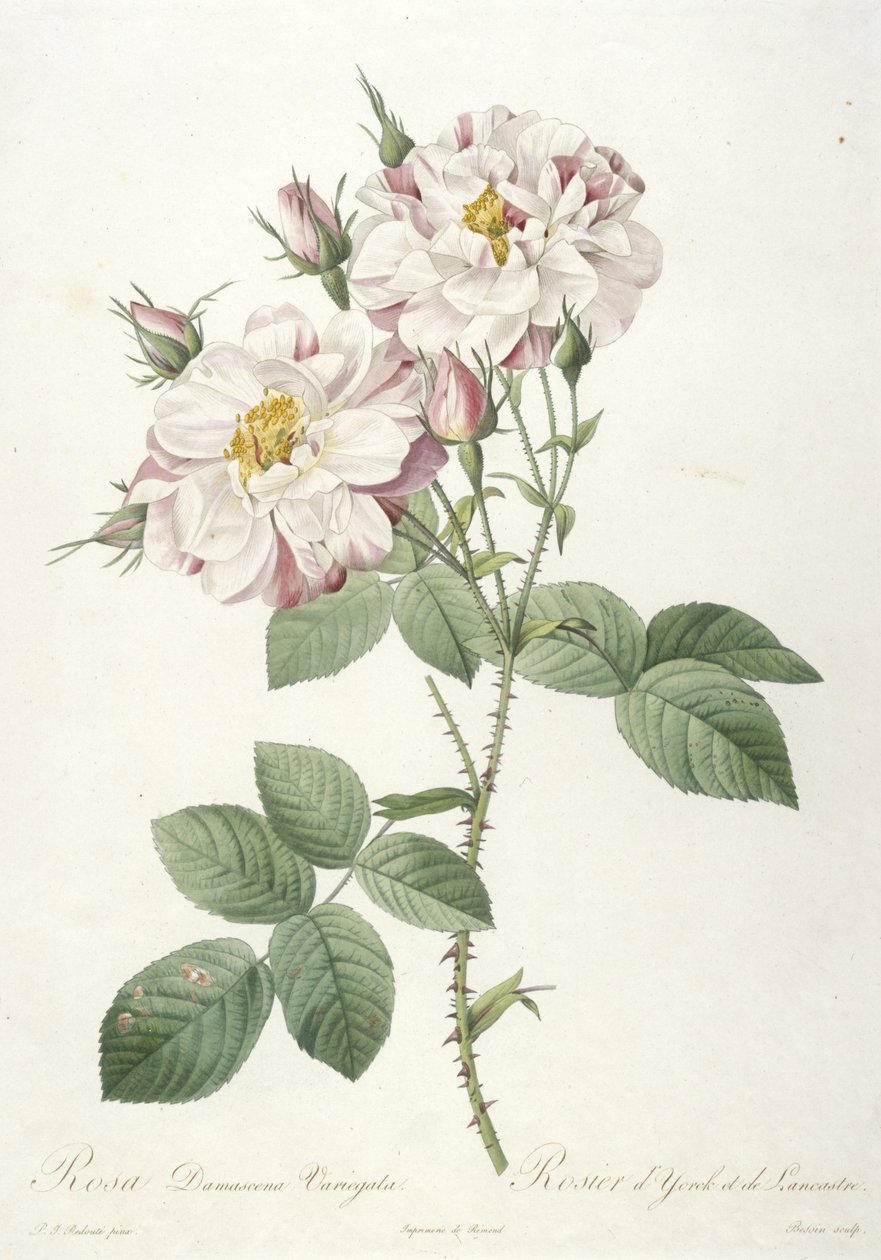 Rosa damascene variegata, Rosier dYorck et de Lancastre, La Couronne des Roses