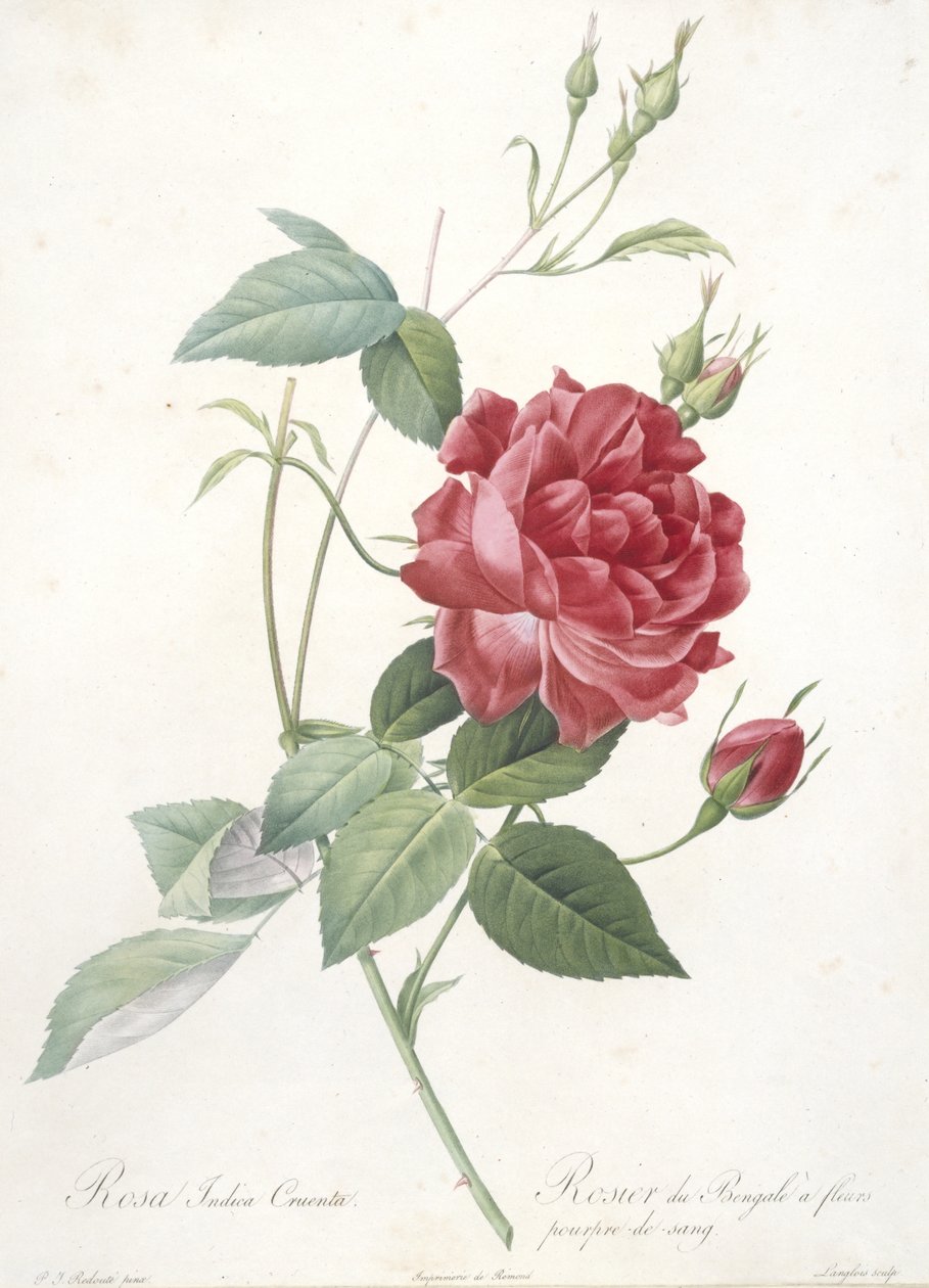 Rosa indica cruenta, Kan moru çiçekli Bengal Gülü, Les Roses