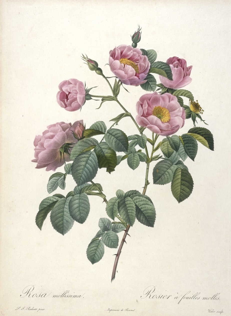 Rosa mollissima, Rosier a feuilles molles, Les Roses