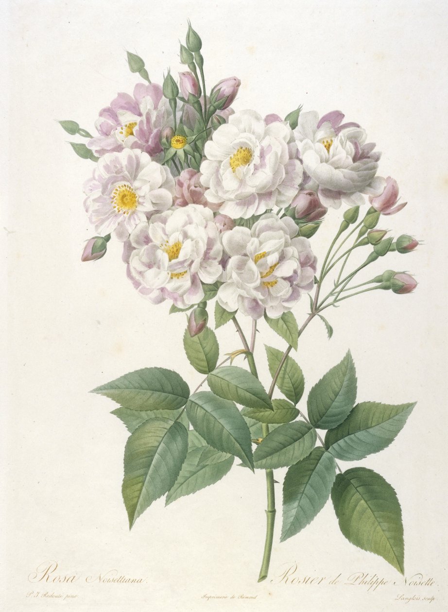 Rosa noisettiana, Rosier de Philippe de Noisette, La Couronne des Roses
