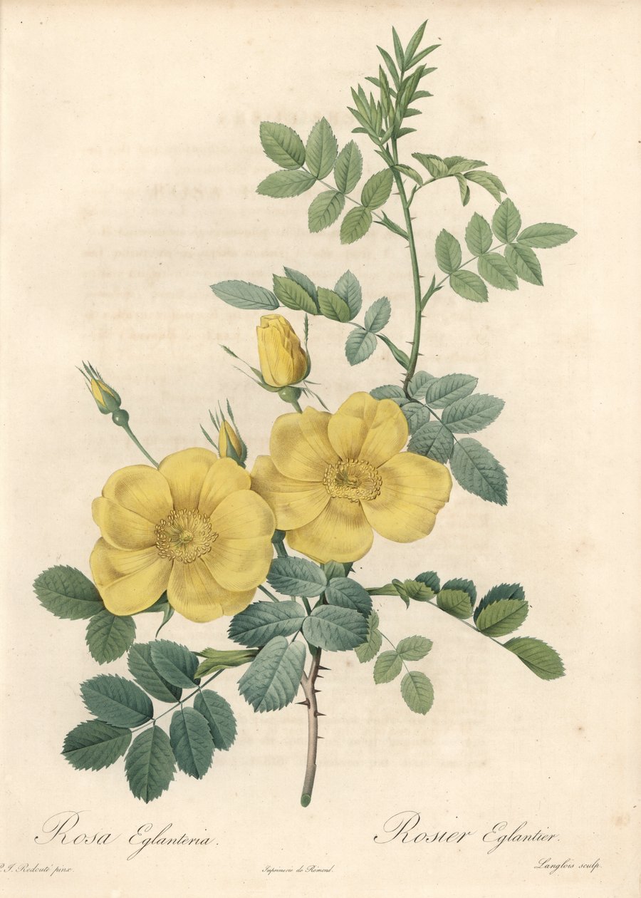 Sarı güllü Rosa rubigineux (Rosa rubiginosa) - Eau forte de Langlois, Les Roses