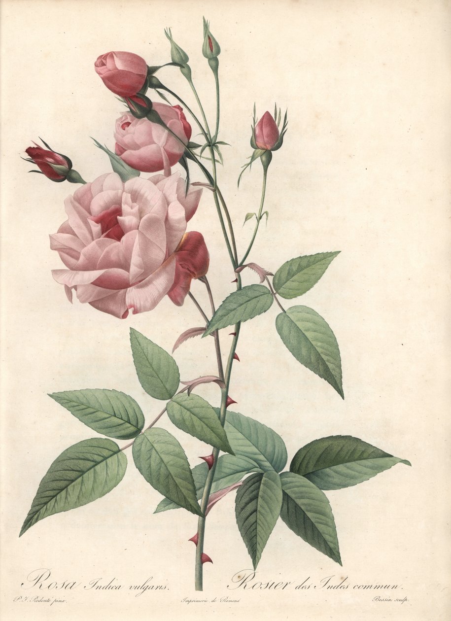 Rose Bengal Rose - Eau forte de Bessin, Les Roses