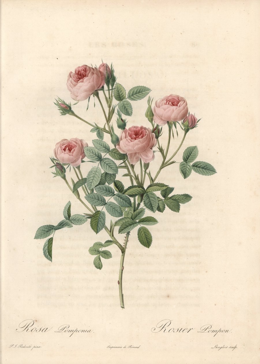 Pembe çiçekli Rose de Meaux - Les Roses