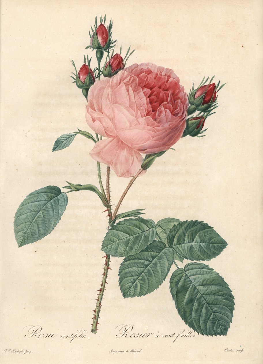 Gül yüz yaprağı (yüz yaprak) - Eau forte by Charlin, Les Roses