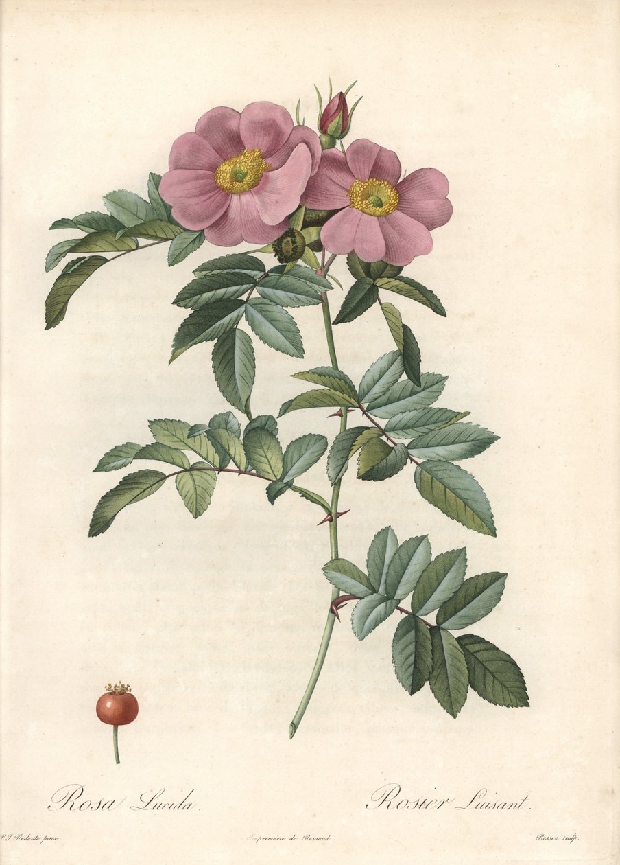 Pembe çiçekli Virginia Gülü - Eau forte de Bessin, Les Roses