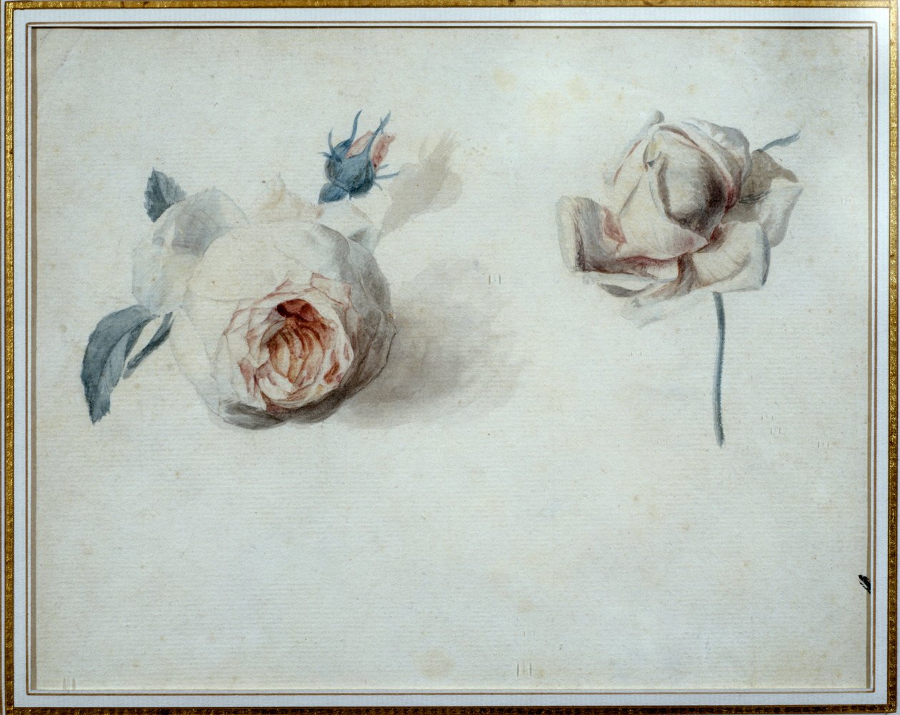 Gül çalışması Suluboya, Pierre Joseph Redoute (1759-1840) 19. yüzyıl Malmaison, musee du chateau. by Pierre Joseph Redouté